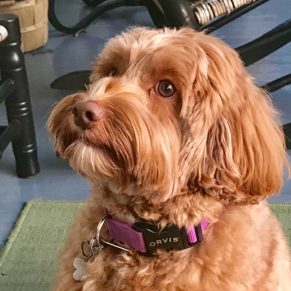 Meet your Posher, Penelope t